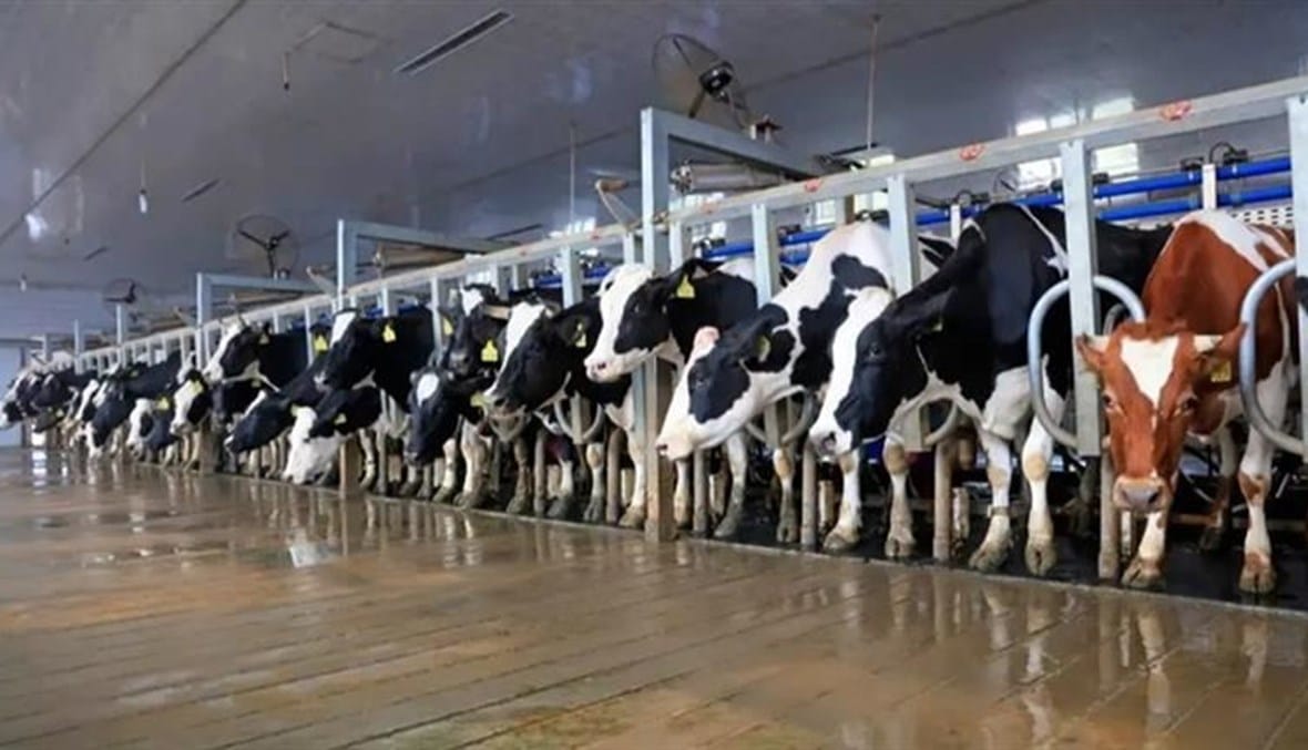 انتشار تنفسي محتمل لأنفلونزا الطيور لدى الأبقار... ماذا عن التعرّض لقطرات الحليب المتطايرة؟