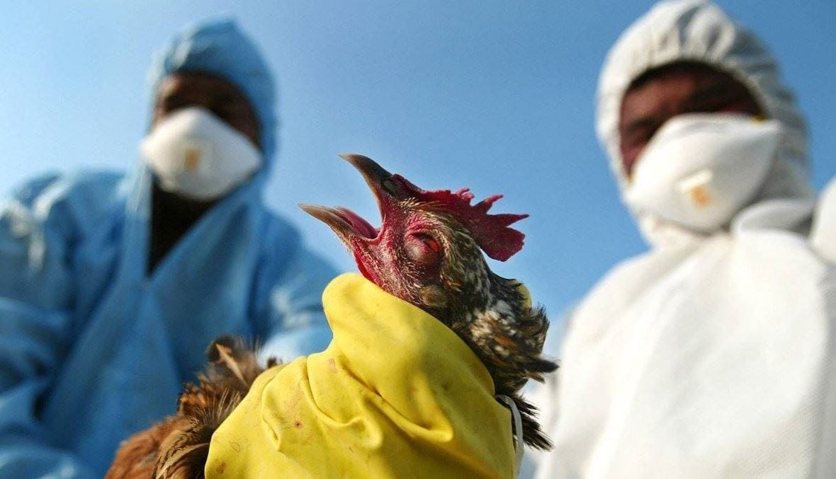 قلق من تفشّي جائحة... الإبلاغ عن ثلاث إصابات بشرية محتملة بإنفلونزا الطيور
