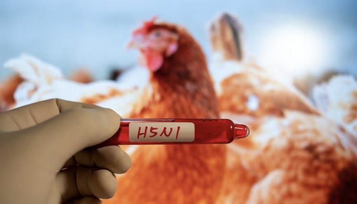"الفاو" تحذر من زيادة "مقلقة" في إصابات إنفلونزا الطيور