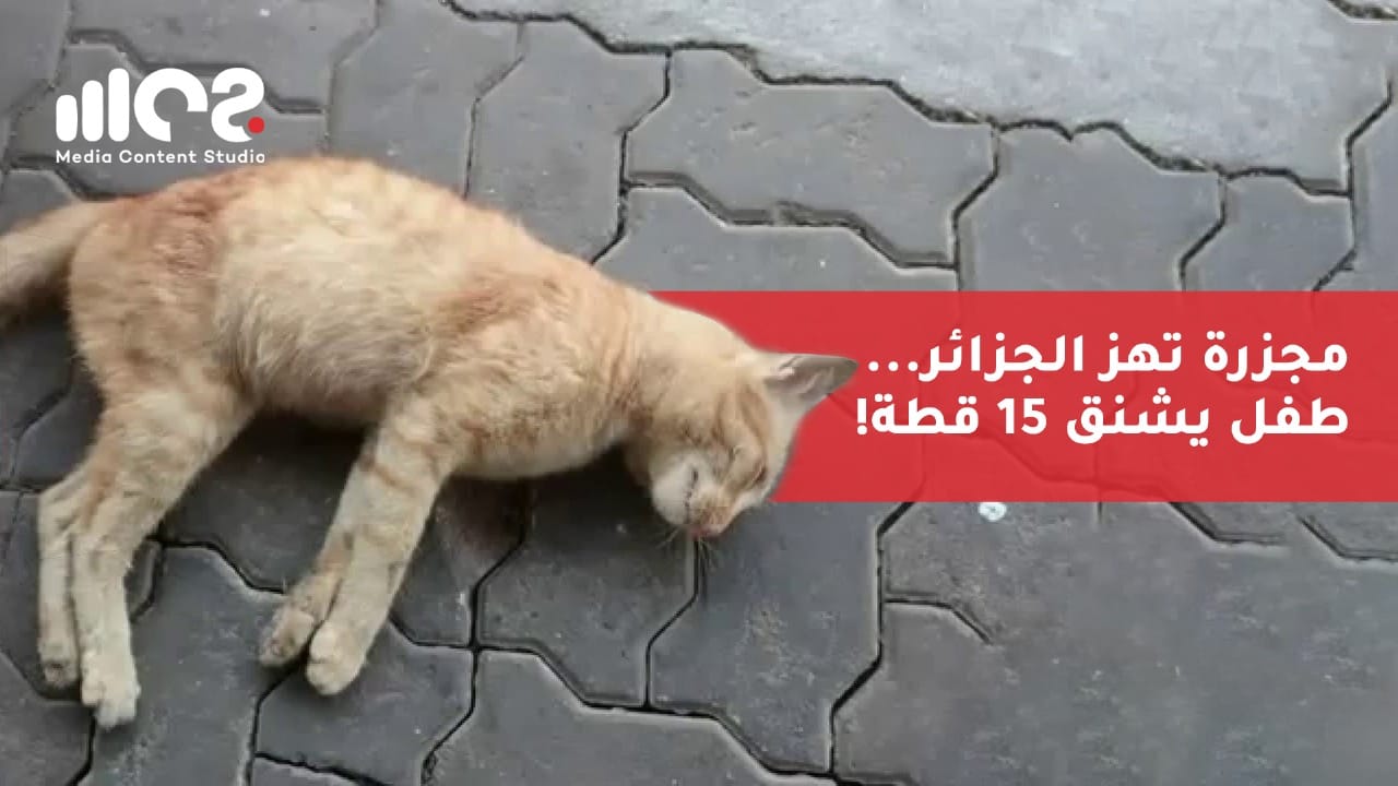 مجزرة تهزّ الجزائر... طفل يشنق 15 قطة!